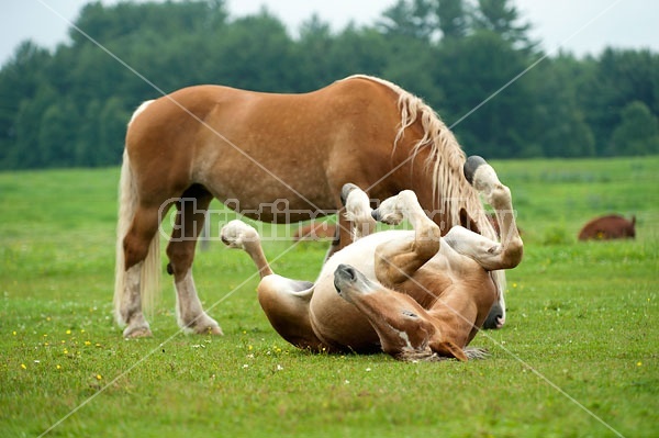 Young Belgian draft horse rolling