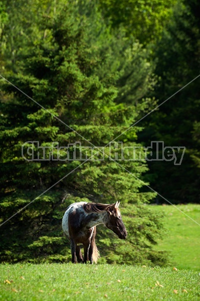Rocky Mountain horse yearling