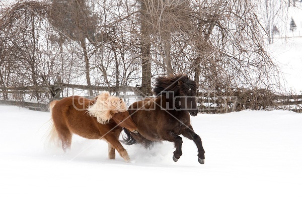 Icelandic horses running and playing in deep snow