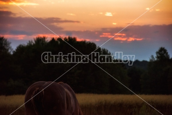 Belgian draft horse grazing in the last light of day
