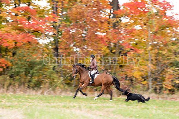 Woman riding bay horse in the fall colors