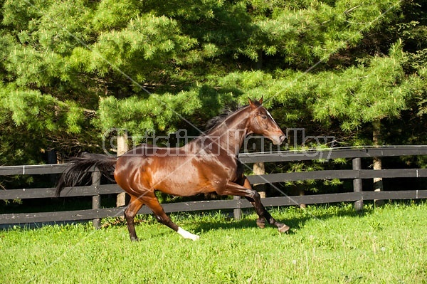 Thoroughbred gelding running around field