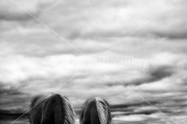 Horse against big sky background