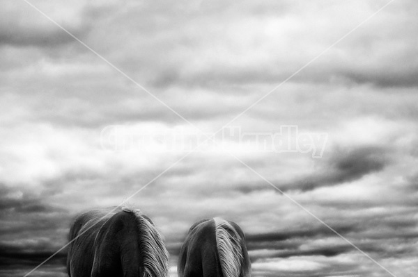 Horse against big sky background