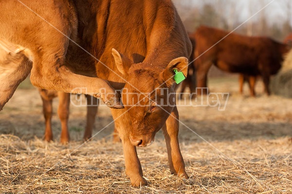 Beef Calf 