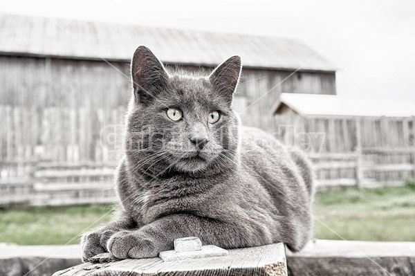 Barn cat sitting outside on cattle feeder