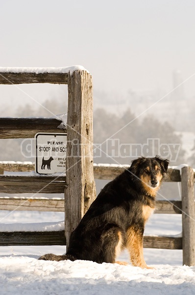 Black and brown farm dog sitting beside a poop and scoop sign on a winter morning.