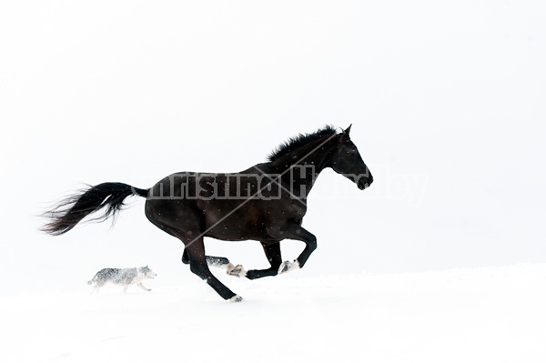 Horse and dog galloping in deep snow