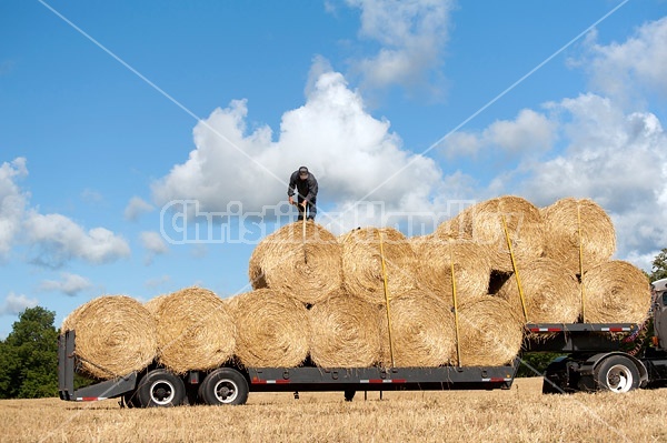 Farmer loading tractor trailer with round bales of straw and getting them strapped down for transport