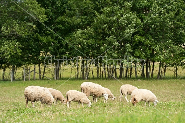 Sheep on summer pasture.