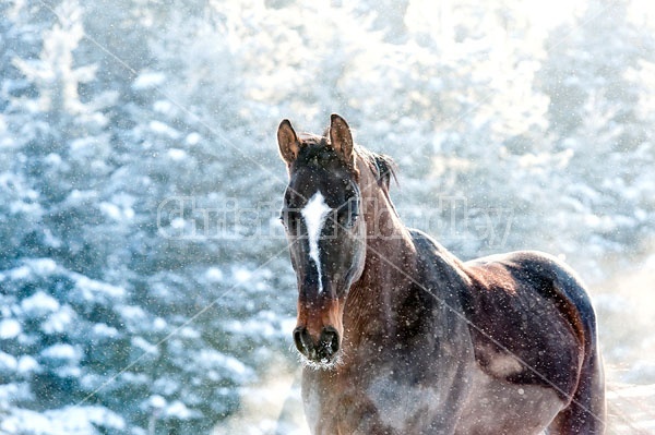 Bay Thoroughbred horse outside in snowfall