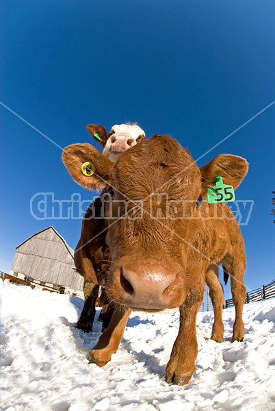 Looking up at beef cows standing in the snow