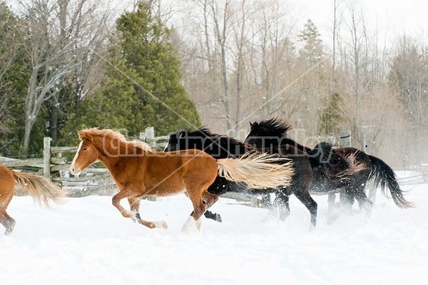 Herd of Rocky Mountain Horses Galloping in Snow