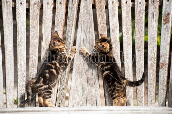 Two tabby kittens playing on bench