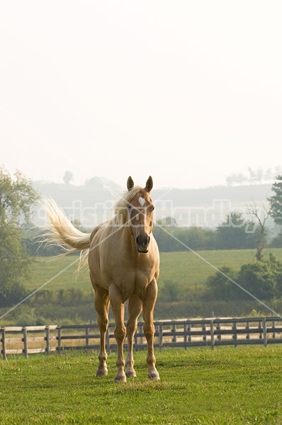 Palomino Quarter horse gelding