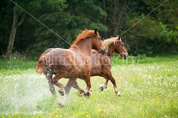 Two Belgian draft horses running through water in the field