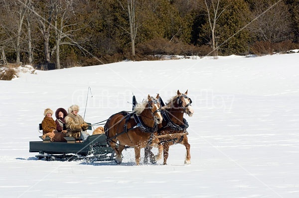 Horse drawn sleigh ride