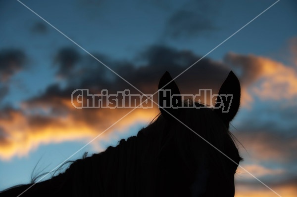 Horse Silhouette