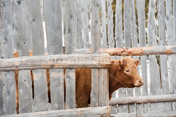 Charolais cross beef cow standing behind wind break fence