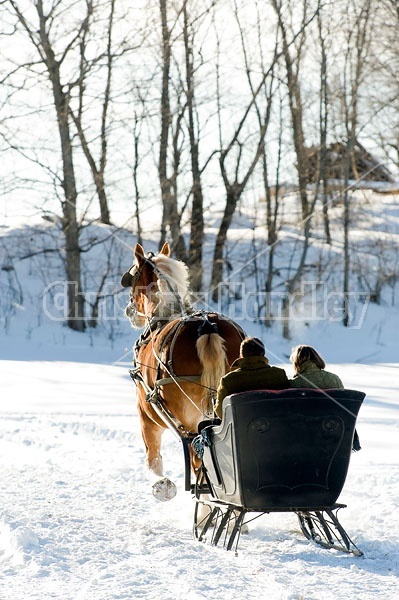 Single Horse Sleigh Ride