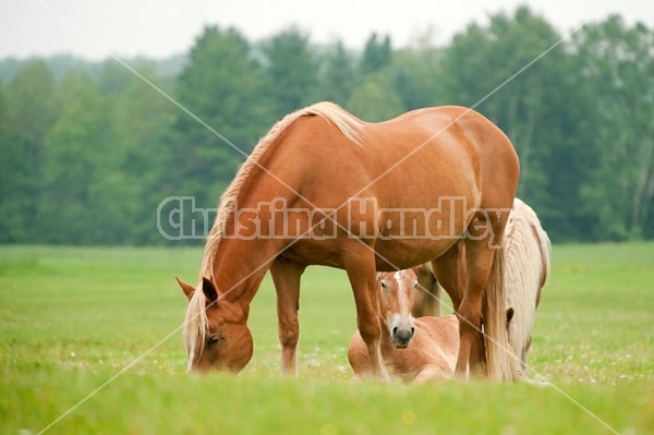 Belgian horses in pasture field