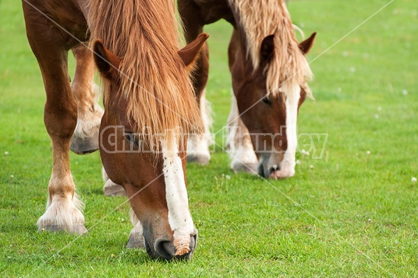 Two Belgian draft horses grazing side by side 