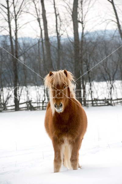 Icelandic horses standing in deep snow