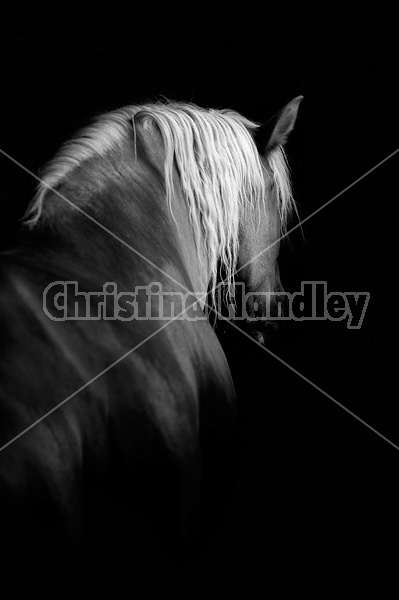 Photo of a Belgian draft horse being lit by barn window