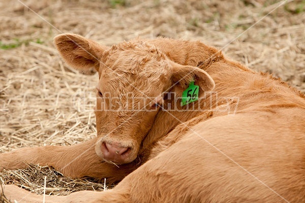 Beef Calf