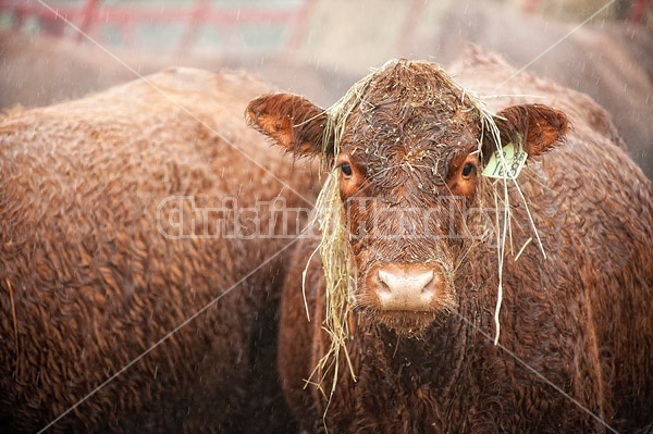 Beef Cow in the Rain