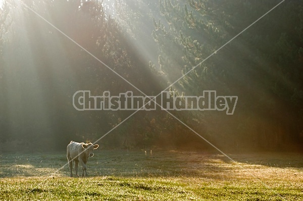 Young crossbred beef calf backlit by the suns rays streaming through the trees.