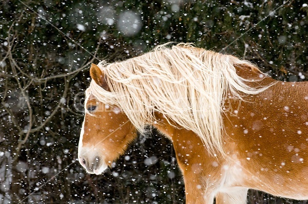 Belgian draft horse outside in a snowstorm.