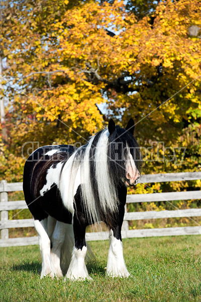 Gypsy Vanner horse