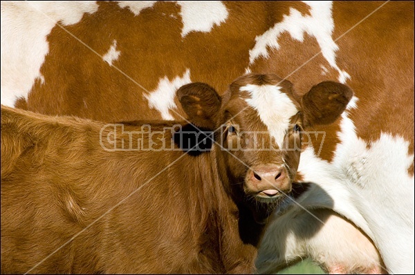 Beef cow and calf