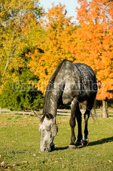 Dapple gray horse on autumn pasture