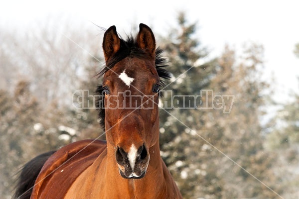 Portrait of a bay horse outside in the snow