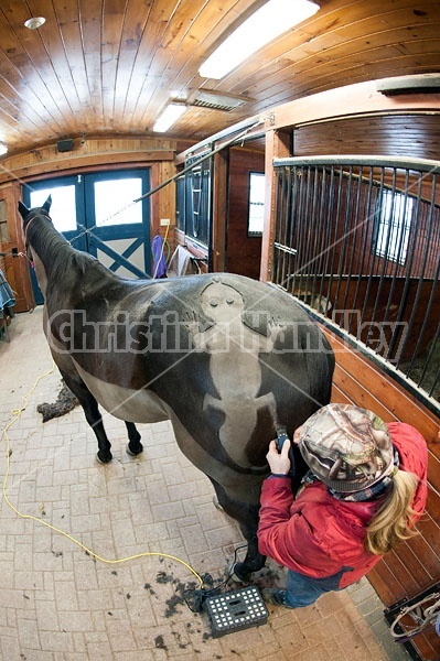 Woman clipping horse