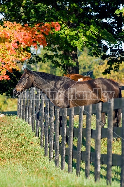 Horse looking over paddock fence