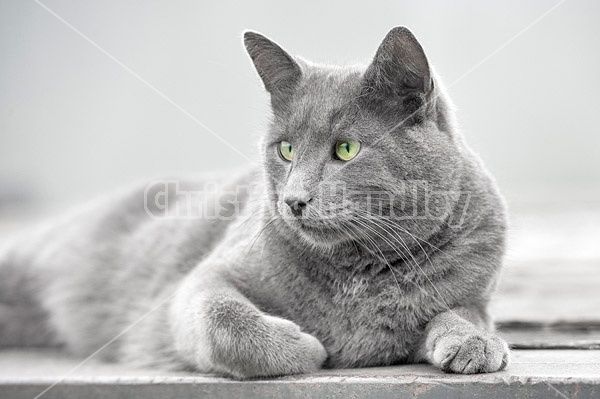 Gray barn cat