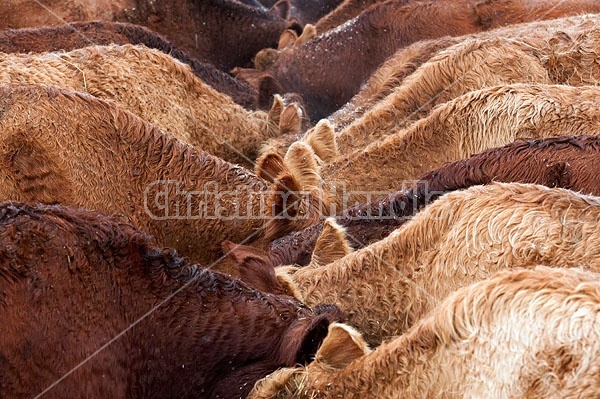 Beef Cows Eating out of Trough