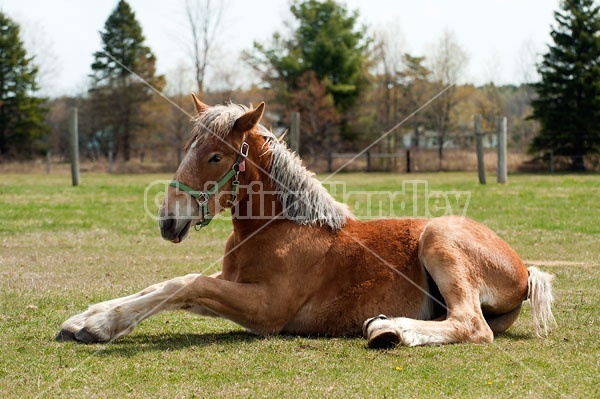 Young Belgian Horse Lying Down