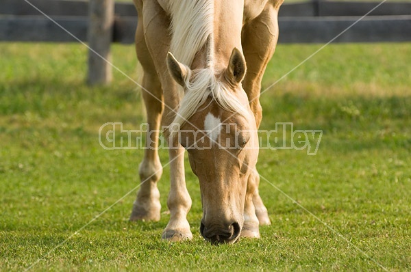 Palomino Quarter horse gelding