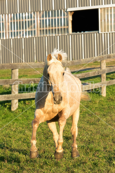 Palomino horse galloping around paddock