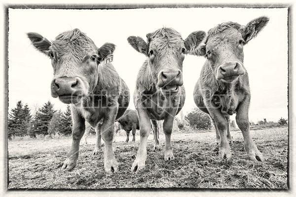 Three Charolais Heifers