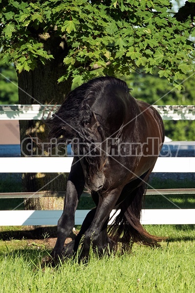 Friesian stallion