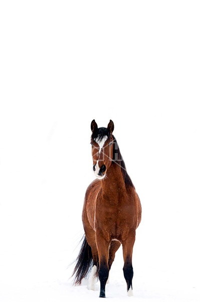 Bay horse in the snow