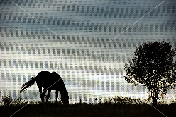 Horses silhouetted against dramatic sky and clouds