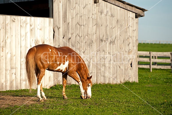 Paint quarter horse cross horse grazing 