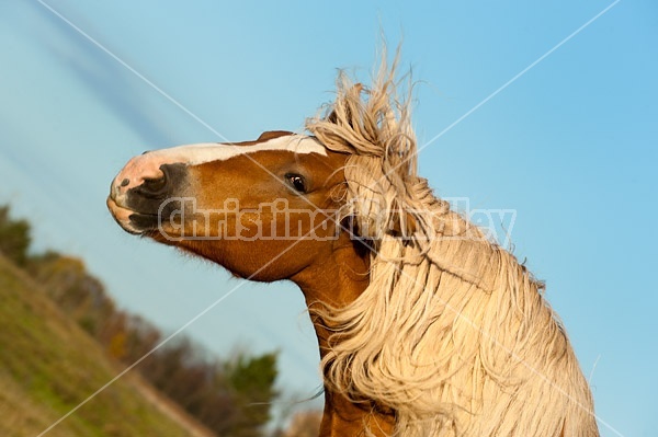 Belgian draft horse