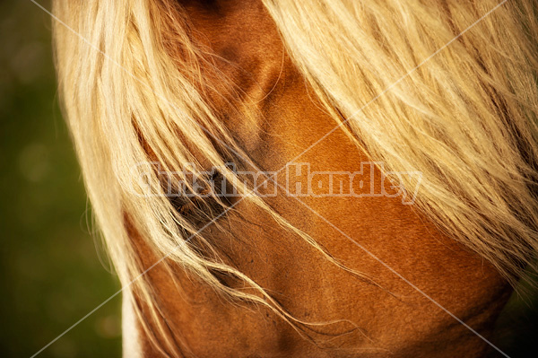 Belgian draft horse portrait